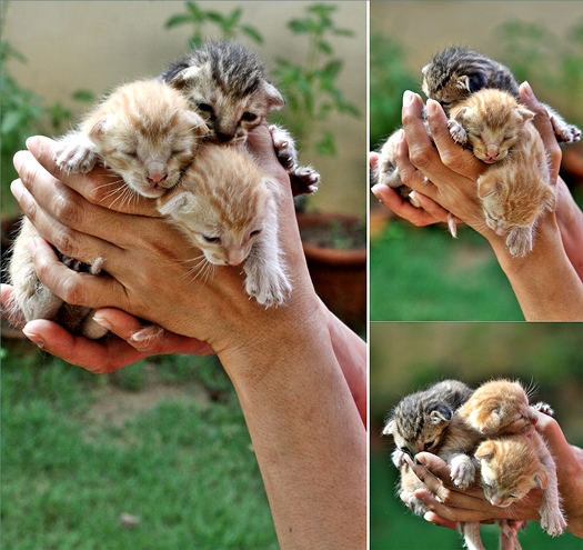 New born kittens