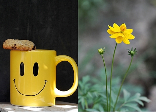 Dark Chocolate Chip and Tart Cherry Cookies