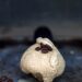 Vietnamese Coffee Ice Cream