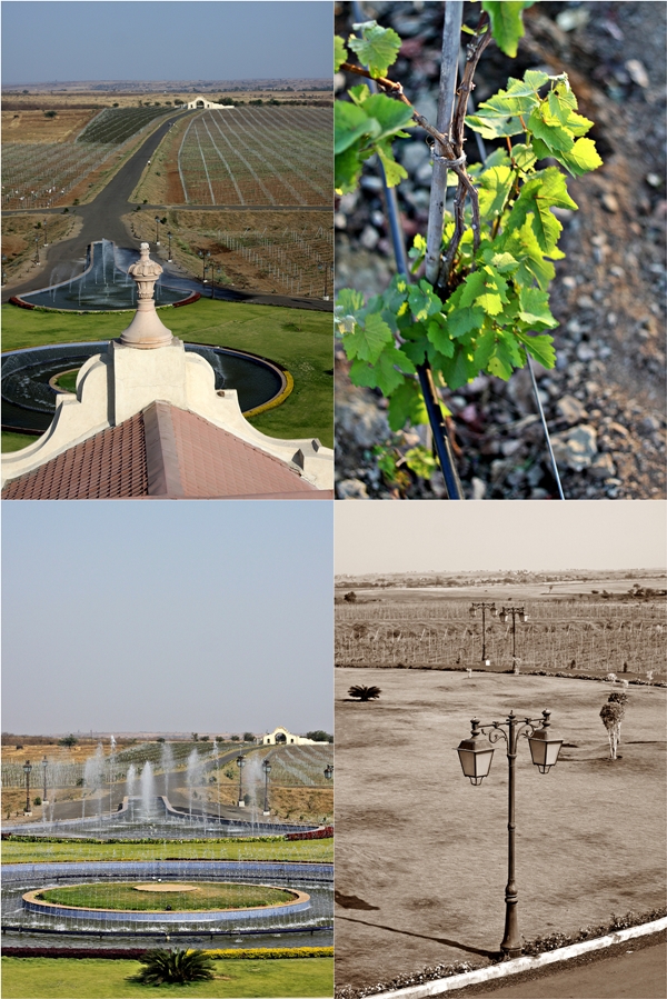 Four Seasons Vineyards, Baramati, Pune, India 