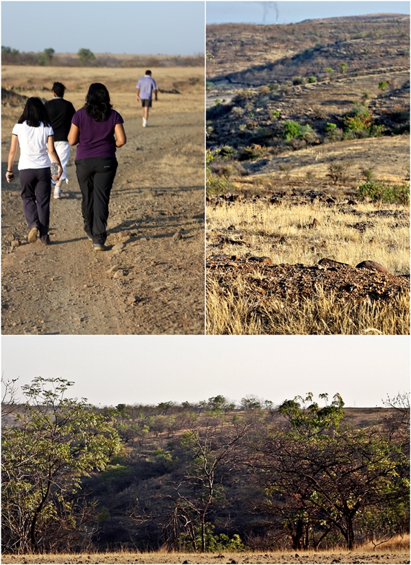 Four Seasons Vineyards, Baramati, Pune, India 