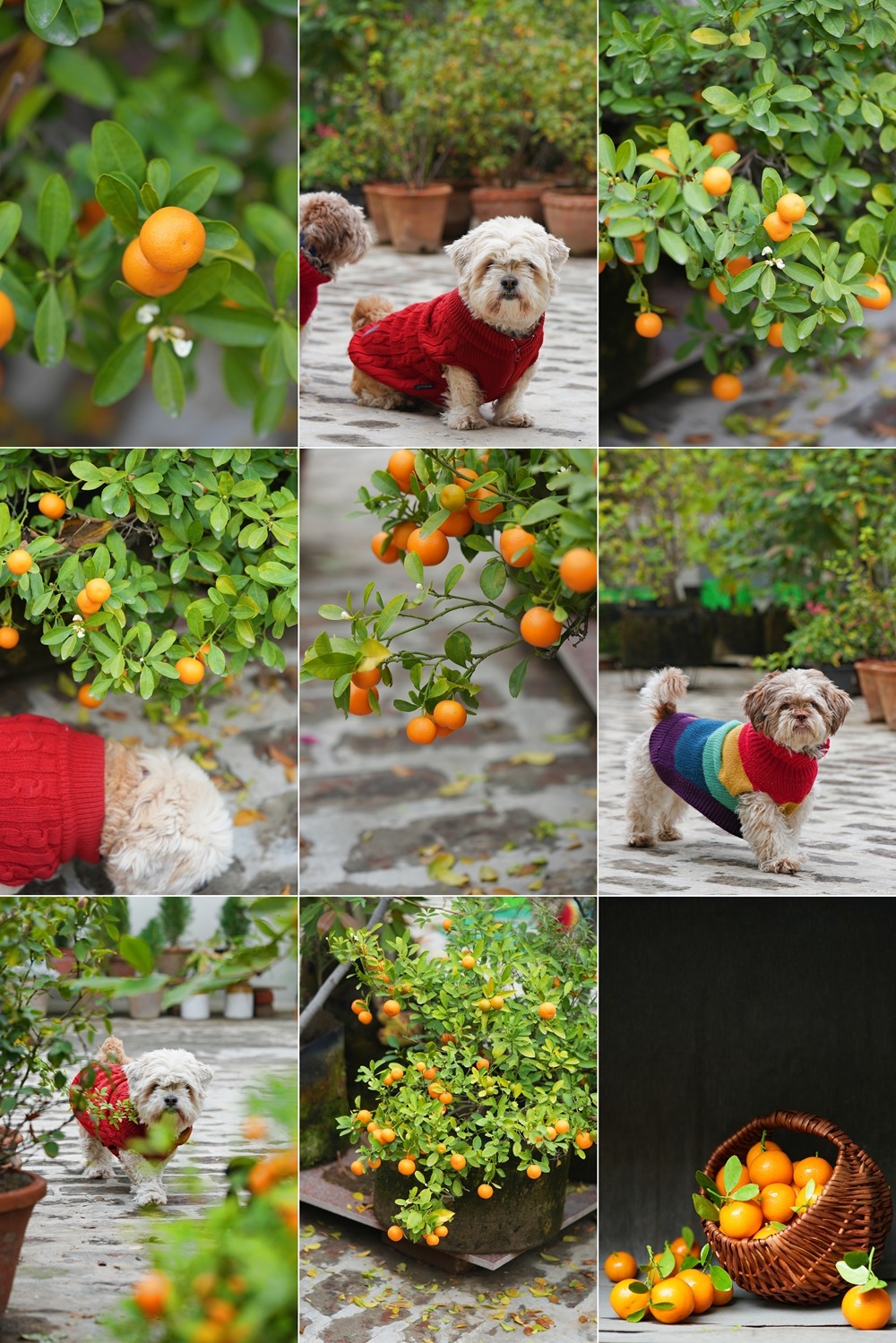 Orange life ... Tangerines and my dogs