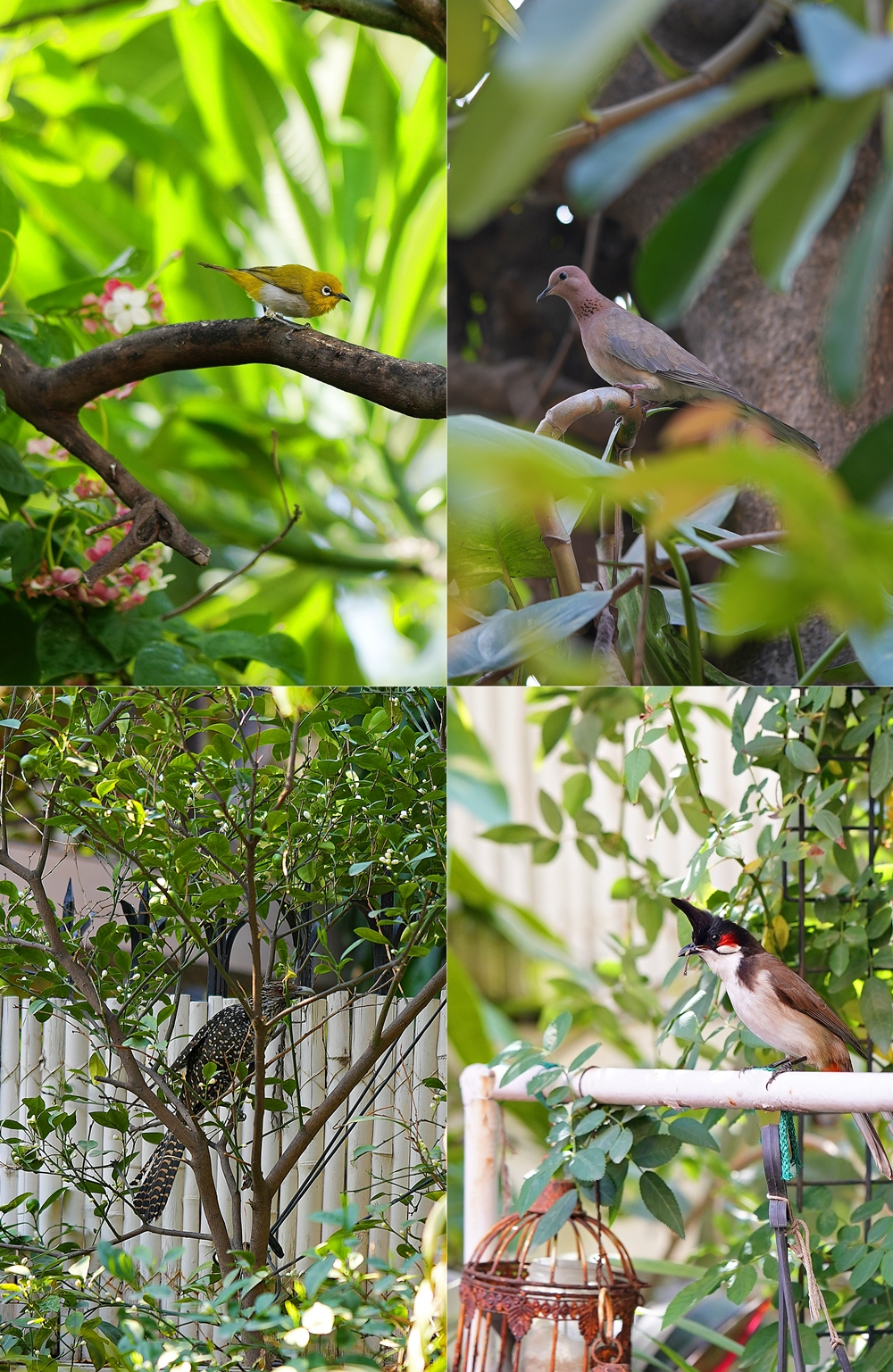 Birds, North India, Spring 2026