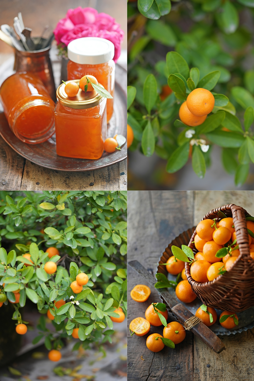 Delicious Strawberry Orange Vanilla Preserve ... so addictive and so worth it! 8 Bitter kumquat marmalade