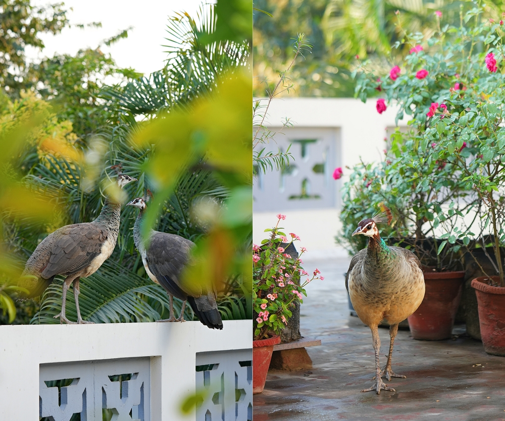 Peahens, North India, Spring 2026