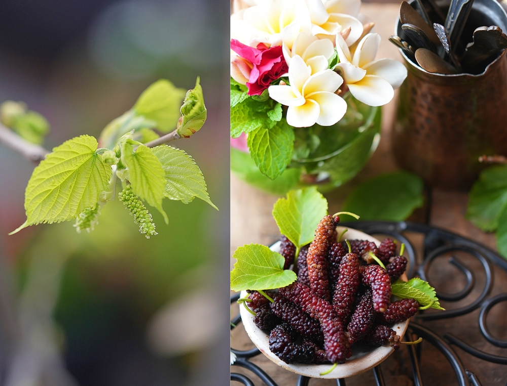 Mulberries/Shahtoot in season, North India