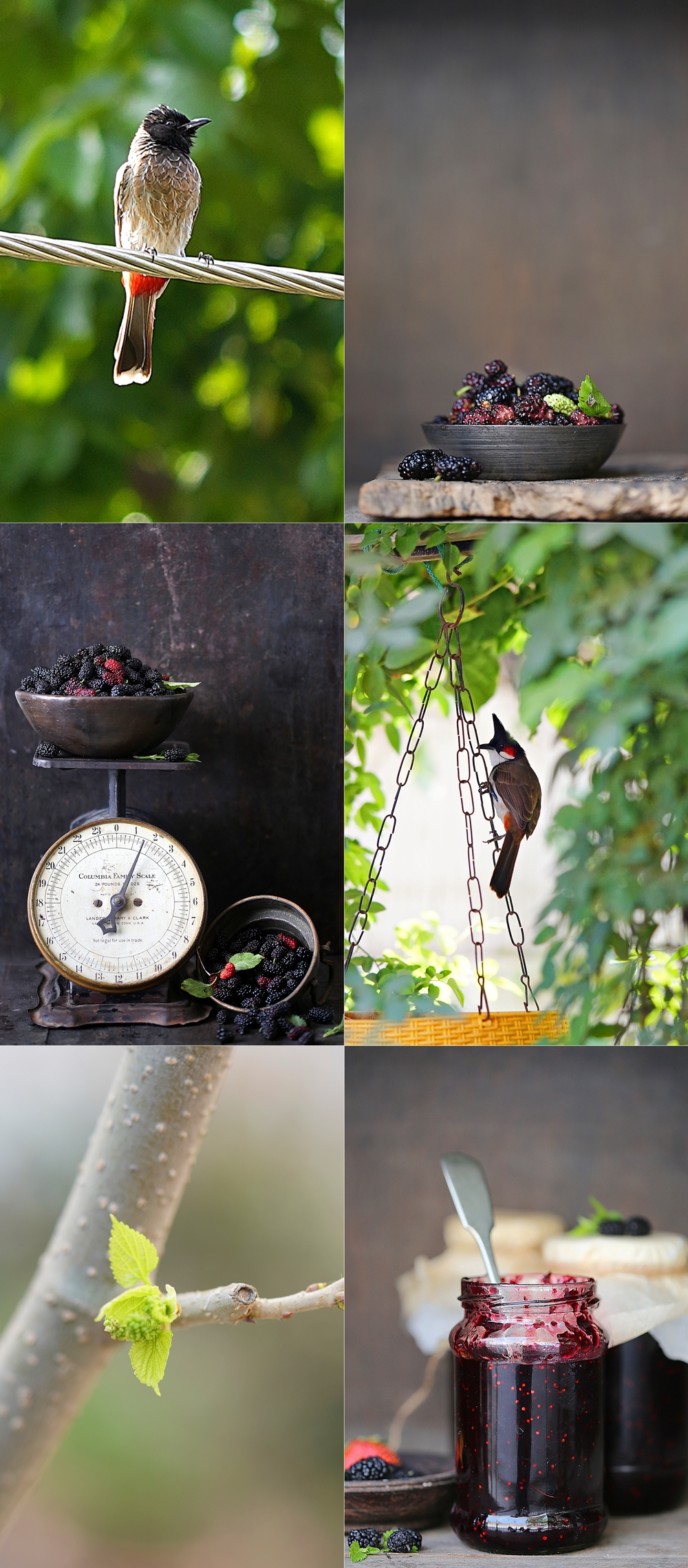 Mulberries in season North India, birds